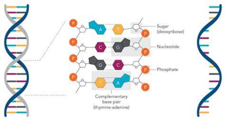 The Essential Guide To Bonds Within DNA: Unlocking The Secrets Of Molecular Interactions
